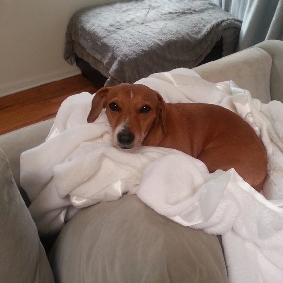 Meet your Posher, Anna - Picture 2 of 5